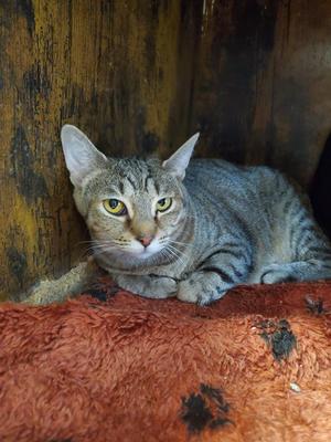 Gamora, young, available for adoption
