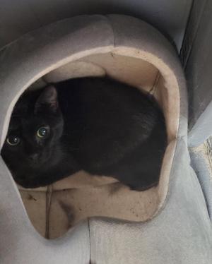 A black cat with green eyes is lying inside a cozy, round pet bed made of soft material. The cat appears to be resting comfortably, with its body curled up and its head turned slightly towards the camera. The pet bed has a light-colored interior and a darker exterior, providing a snug and warm environment for the cat.