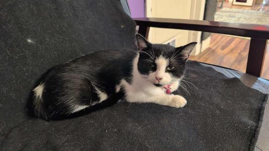 Honee Bear, adult, available for adoption