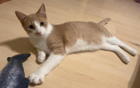 A ginger and white cat lying on a wooden floor, with a blue toy fish nearby.