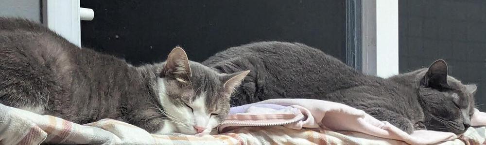 Hutch (coming soon!), adult, available for adoption