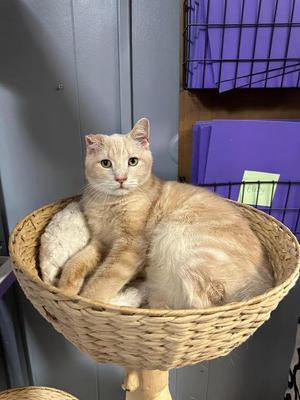 Buffson, senior, available for adoption