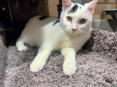 Gibbs, kitten, available for adoption