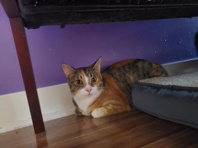 A cat lying on a wooden floor under a piece of furniture, with a purple wall in the background.