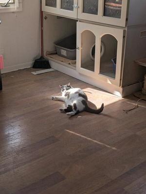 A white and grey cat is lying on its side on a wooden floor, basking in a patch of sunlight. A litter box and a piece of furniture are visible in the background.