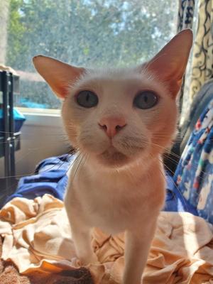 A white cat with large blue eyes and pointed ears is sitting on a bed with a blue blanket and a brown blanket. The cat is looking directly at the camera. In the background, there is a window with a view of trees and a blue sky.