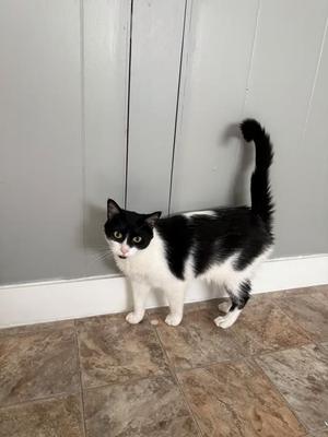 A black and white cat standing on a tiled floor, with its tail raised and ears perked up.