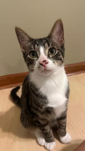 Bugsy, kitten, available for adoption