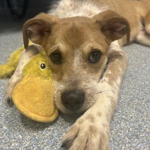 Barney, Mixed Breed, adult, available for adoption