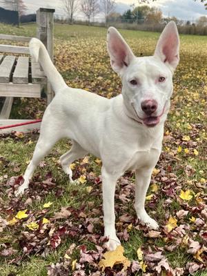 Lucille, Mixed Breed, adult, available for adoption