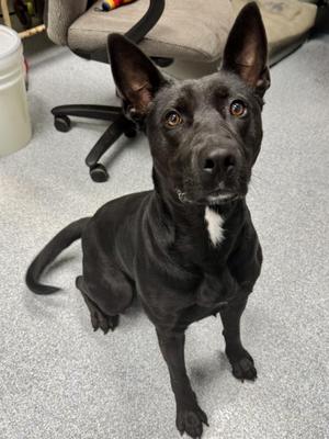 Luna, Labrador Retriever, adult, available for adoption