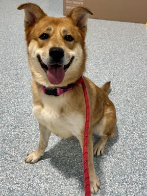 Lennon, Shiba Inu, adult, available for adoption