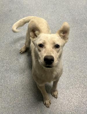 A light-colored dog with large ears stands on a speckled gray floor, looking directly at the camera.