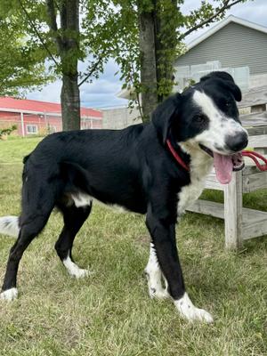 Liam, Border Collie, adult, available for adoption