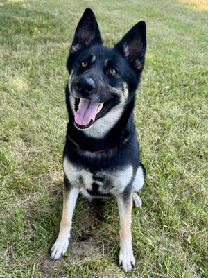 Rashida, Husky / German Shepherd Dog, adult, available for adoption
