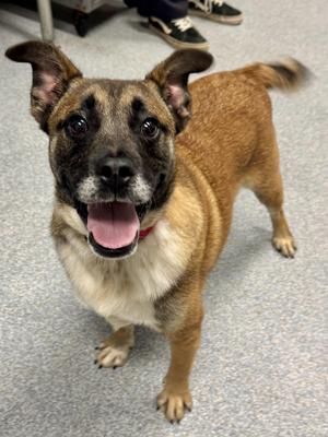 Boone, Mixed Breed, adult, available for adoption