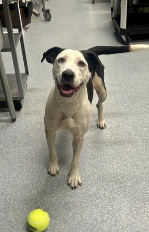 A black and white pit bull mix dog standing on a grey carpet with a tennis ball in front of it, looking at the camera with a happy expression.