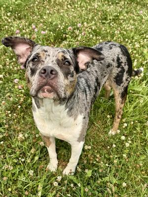 Aussie, Mixed Breed, adult, available for adoption