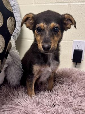 Snap, Australian Cattle Dog / Blue Heeler, puppy, available for adoption