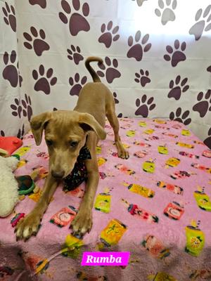 Rumba, Rat Terrier, young, available for adoption