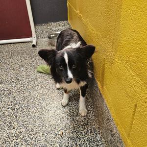 Elf, Chihuahua, young, available for adoption