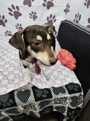 Remoulade, Dachshund, young, available for adoption