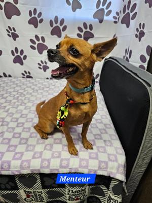 Menteur, Chihuahua, adult, available for adoption