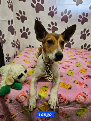 Tango, Rat Terrier, young, available for adoption