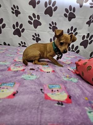 Bleu Cheese, Chihuahua / Dachshund, young, available for adoption