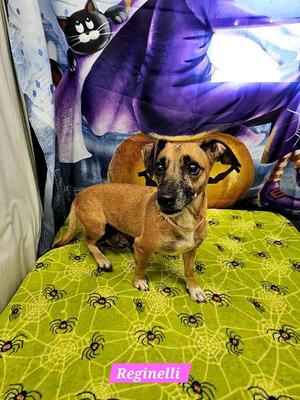 Reginelli, Rat Terrier, adult, available for adoption