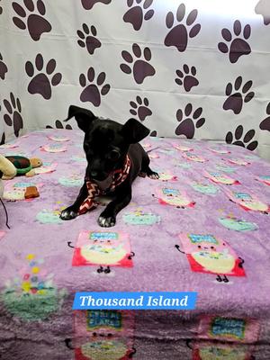 Thousand Island, Chihuahua / Dachshund, young, available for adoption