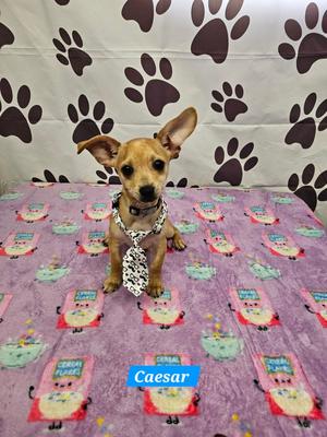 Ceasar, Chihuahua / Dachshund, young, available for adoption