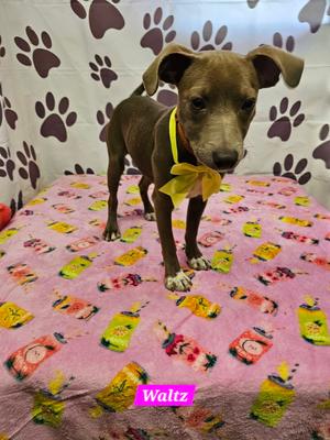 Waltz, Rat Terrier, young, available for adoption