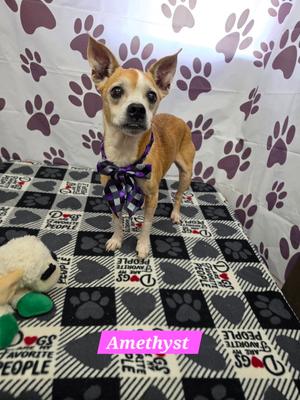 Amethyst, Boston Terrier, adult, available for adoption
