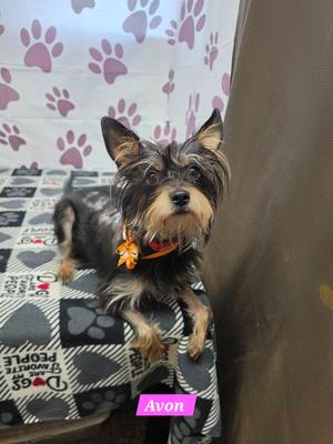 Avon, Yorkshire Terrier Yorkie, adult, available for adoption