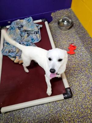 Ranch, Dachshund, adult, available for adoption