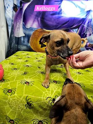 Kelloggs, Rat Terrier, adult, available for adoption