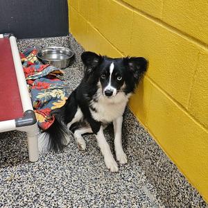 Nutcracker, Chihuahua, young, available for adoption