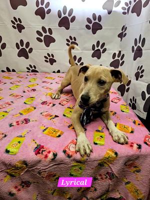 Lyrical, Rat Terrier, young, available for adoption
