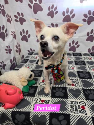 Peridot, Chihuahua, adult, available for adoption
