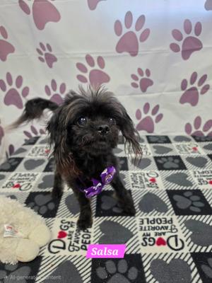 Salsa, Papillon, adult, available for adoption