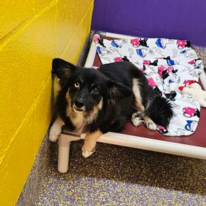 Reindeer, Chihuahua, young, available for adoption