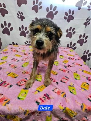 Dale, Schnauzer, adult, available for adoption