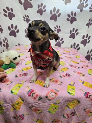Bruce, Chihuahua, adult, available for adoption