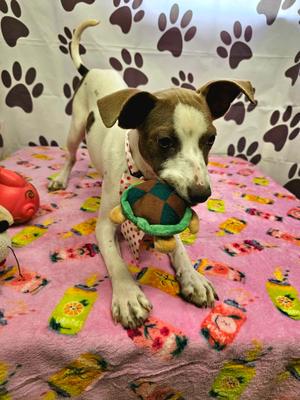 Disco, Rat Terrier, young, available for adoption
