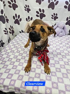 Clearview, Rat Terrier / Dachshund, young, available for adoption
