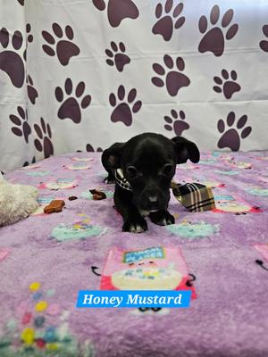 Honey Mustard, Chihuahua / Dachshund, young, available for adoption