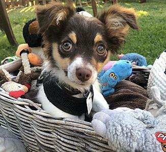 Charlie (40338890), Chihuahua - Smooth Coated, adult, available for adoption