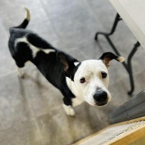 Aspen, Terrier, young, available for adoption