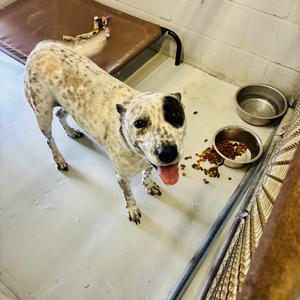 Barbie, Australian Cattle Dog / Blue Heeler, young, available for adoption